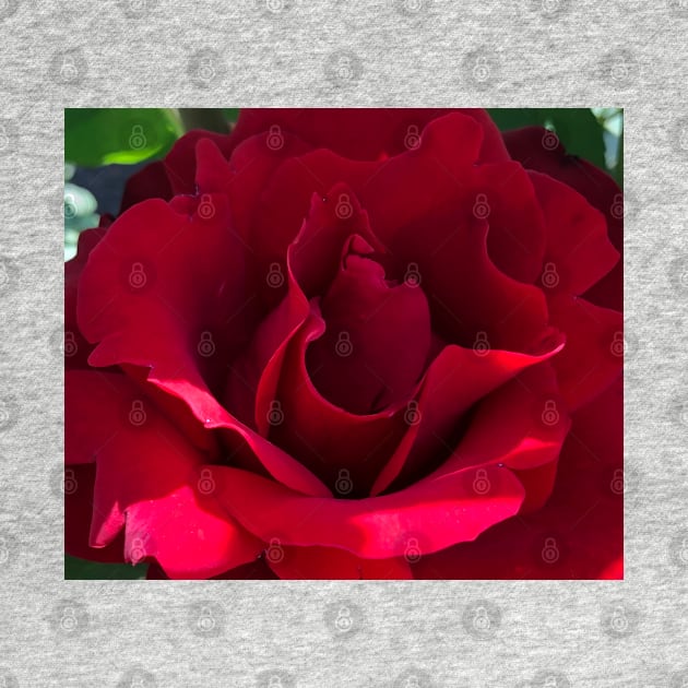 Red Rose by Photomersion